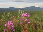 Denali National Park