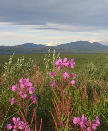 Denali National Park