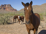 Tonto National Forest