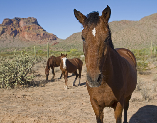 Tonto National Forest