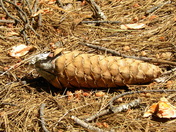 Sequoia National Forest