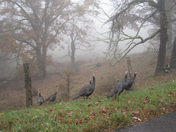 Blue Ridge Parkway