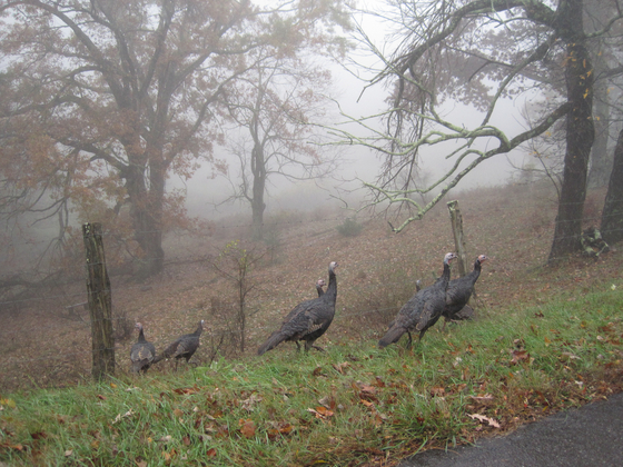 Blue Ridge Parkway