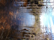 Big Cypress National Preserve