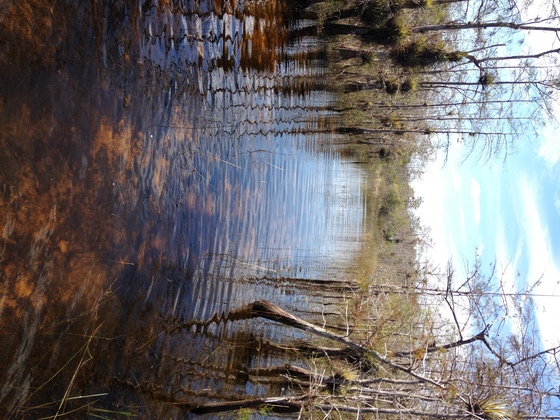 Big Cypress National Preserve