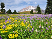 Mt. Hood National Forest