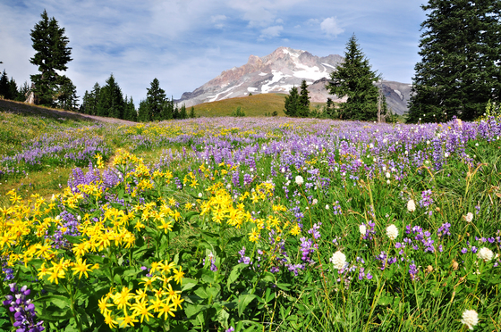 Mt. Hood National Forest