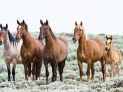 Bureau of Land Management, Rock Springs Management Area, Wyoming