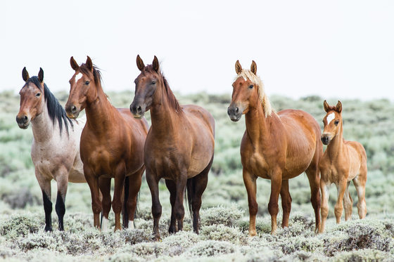 Bureau of Land Management, Rock Springs Management Area, Wyoming