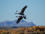 Bosque Del Apache National Wildlife Refuge