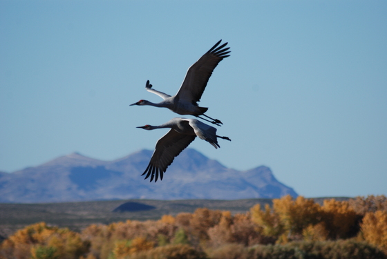 Bosque Del Apache National Wildlife Refuge