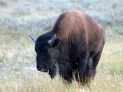 Yellowstone National Park