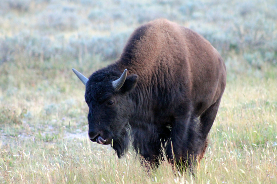 Yellowstone National Park