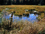 Green Mountain  National Forest