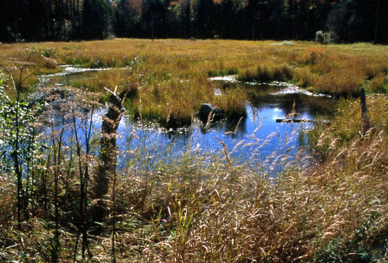 Green Mountain  National Forest