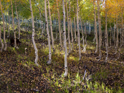 Kaibab National Forest