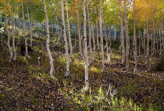 Kaibab National Forest