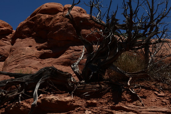 Arches National Park