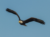 Bear River Migratory Bird Refuge, Utah