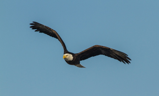 Bear River Migratory Bird Refuge, Utah
