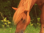 Assateague Island National Seashore