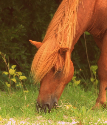 Assateague Island National Seashore