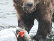 Katmai National Park