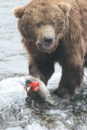 Katmai National Park