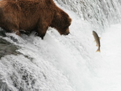 Katmai National Park
