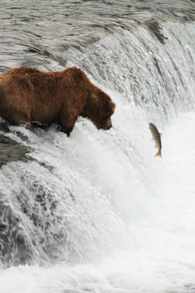 Katmai National Park
