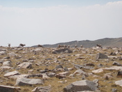 White Mountains Wilderness