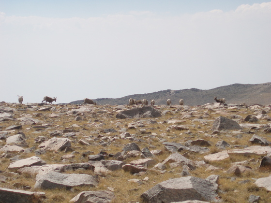 White Mountains Wilderness