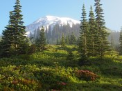 Mt. Rainier National Park