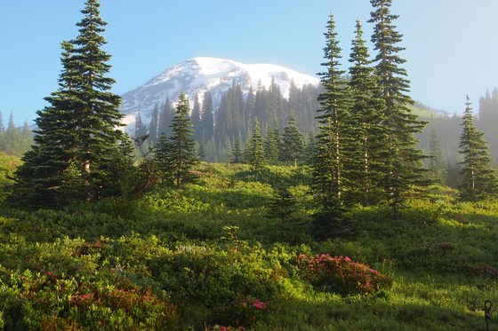 Mt. Rainier National Park