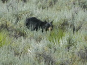 Yellowstone National Park