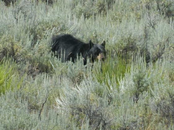 Yellowstone National Park