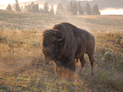 Yellowstone National Park