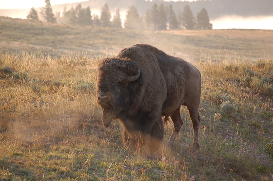 Yellowstone National Park