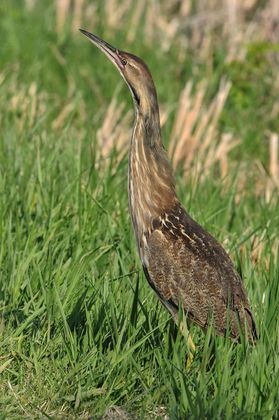 Horicon Marsh National Wildlife Refuge