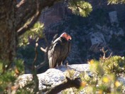 Grand Canyon National Park