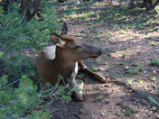 Grand Canyon National Park