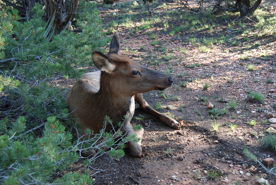 Grand Canyon National Park
