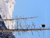 Chugach National Forest