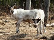 Chugach National Forest