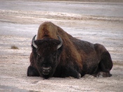 Yellowstone