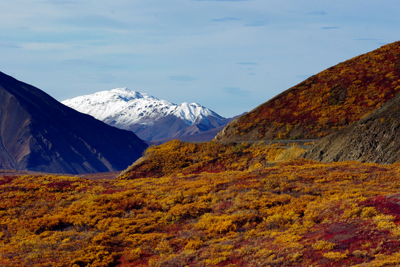 Denali National Park