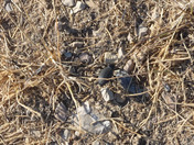 Golden Spike National Historic Site