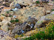  Mount Evans Wilderness Area