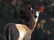 wichita mountains wildlife refuge