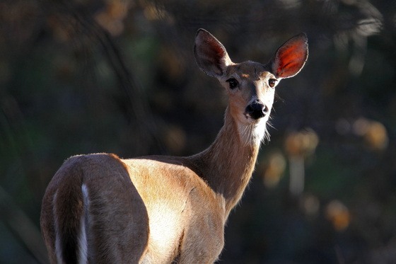wichita mountains wildlife refuge